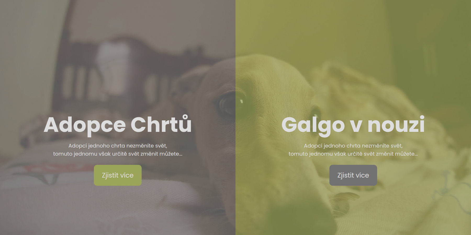 Úvodní stránka webu adopcechrtu.cz: vlevo Adopce Chrtů, vpravo Galgo v nouzi